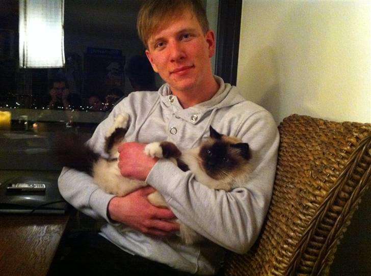 Hellig Birma Sofies Don Pingo - Flere søde gæster!!  billede 17