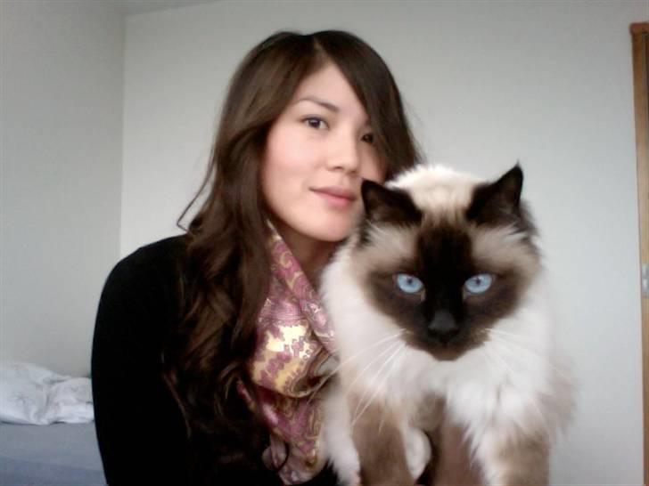 Hellig Birma Sofies Don Pingo billede 18