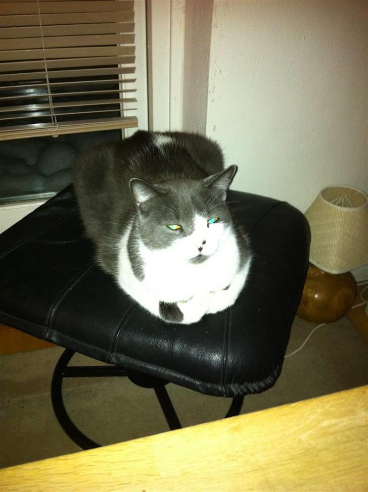 Blanding af racer "Albot" billede 9