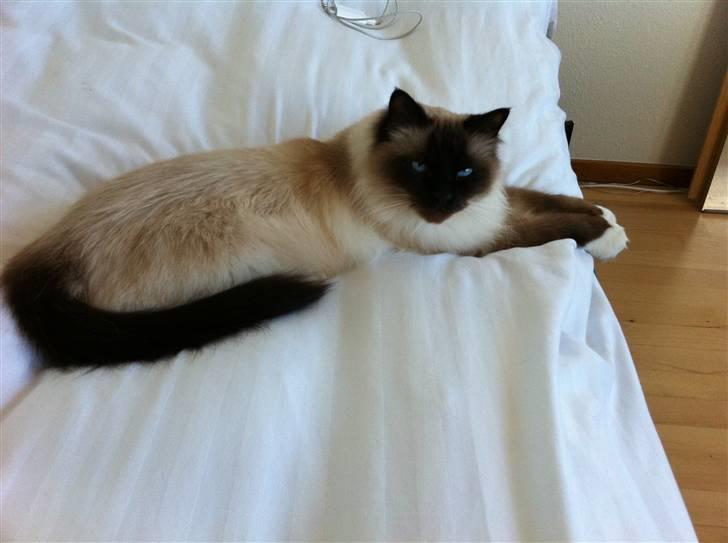 Hellig Birma Sofies Don Pingo billede 19