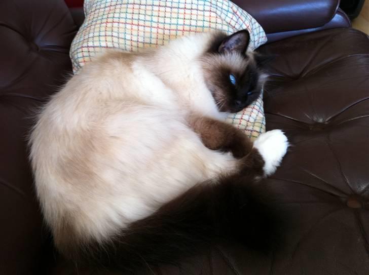 Hellig Birma Sofies Don Pingo billede 20