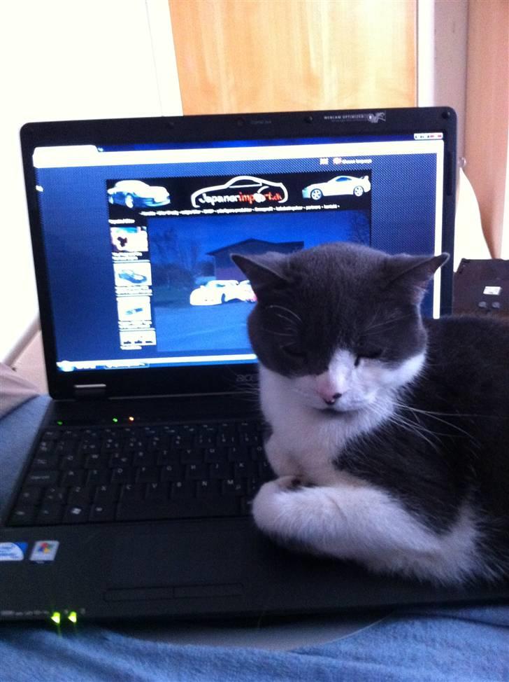 Blanding af racer "Albot" billede 10