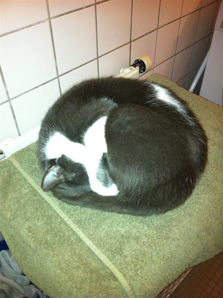 Blanding af racer "Albot" billede 11