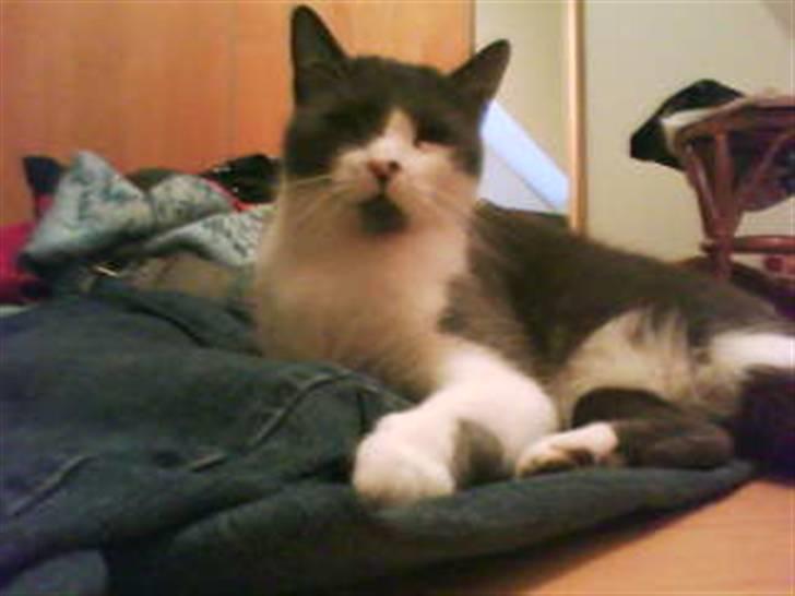 Blanding af racer "Albot" billede 12