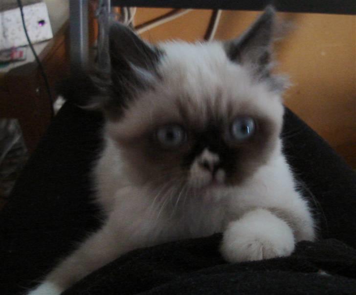 Perser Bella billede 3