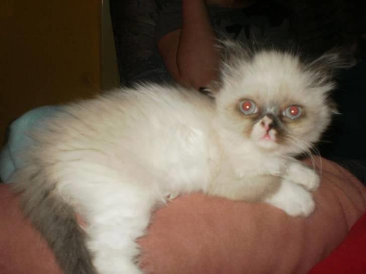 Perser Bella billede 4