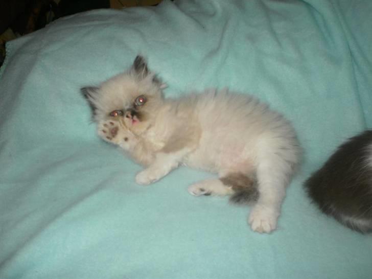 Perser Bella billede 5