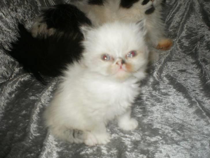 Perser Bella billede 6