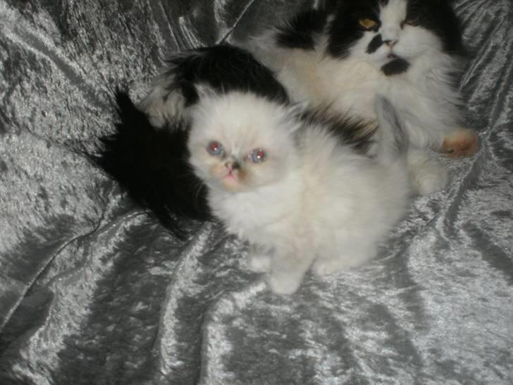 Perser Bella billede 7