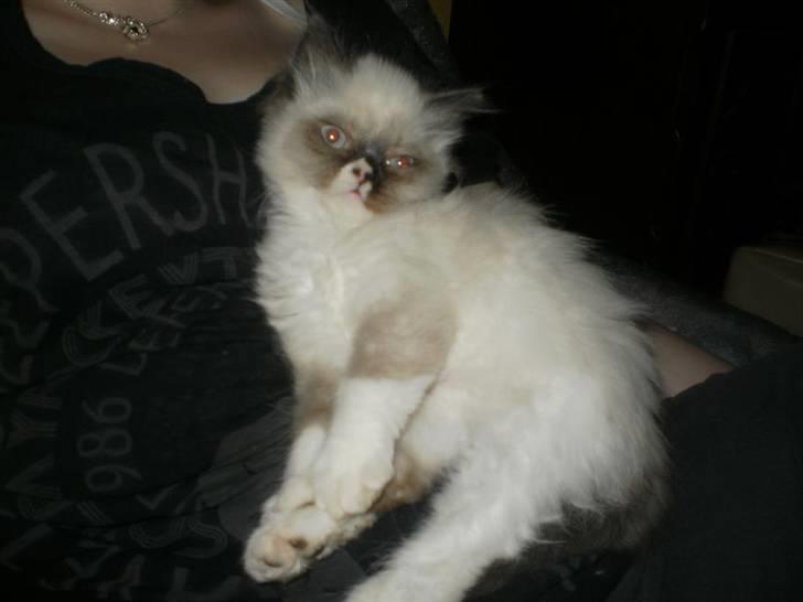 Perser Bella billede 8