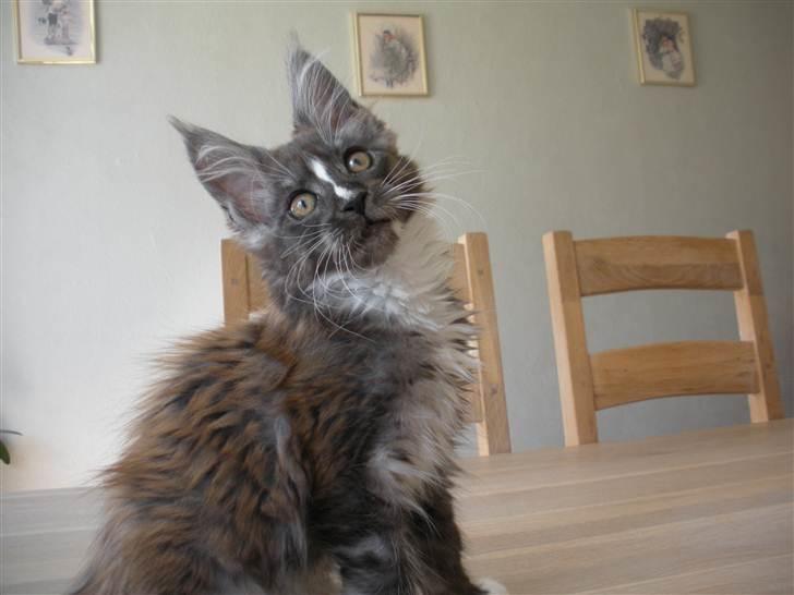 Maine Coon Coon Danica's Kalle Knald billede 2