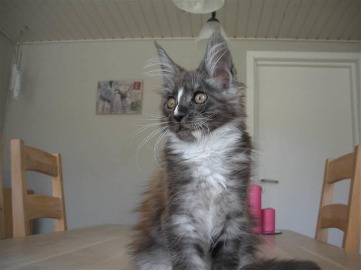 Maine Coon Coon Danica's Kalle Knald billede 3