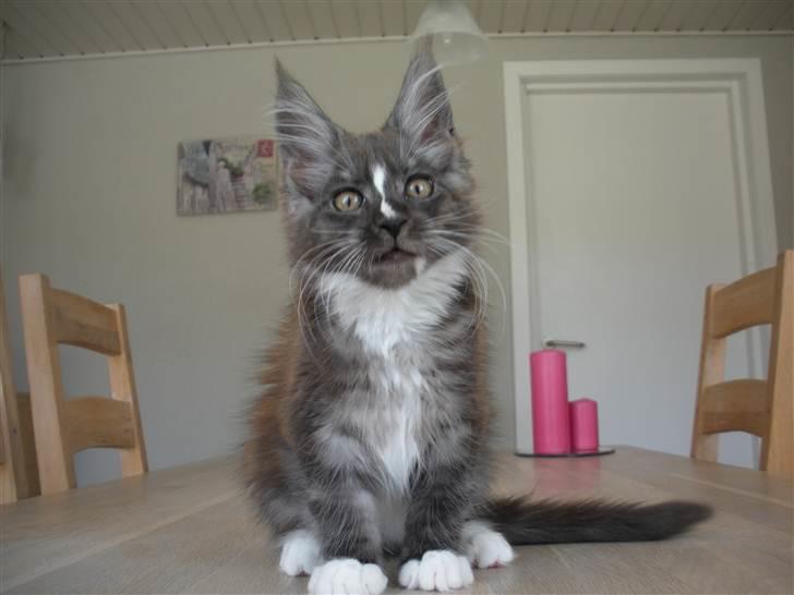 Maine Coon Coon Danica's Kalle Knald billede 4