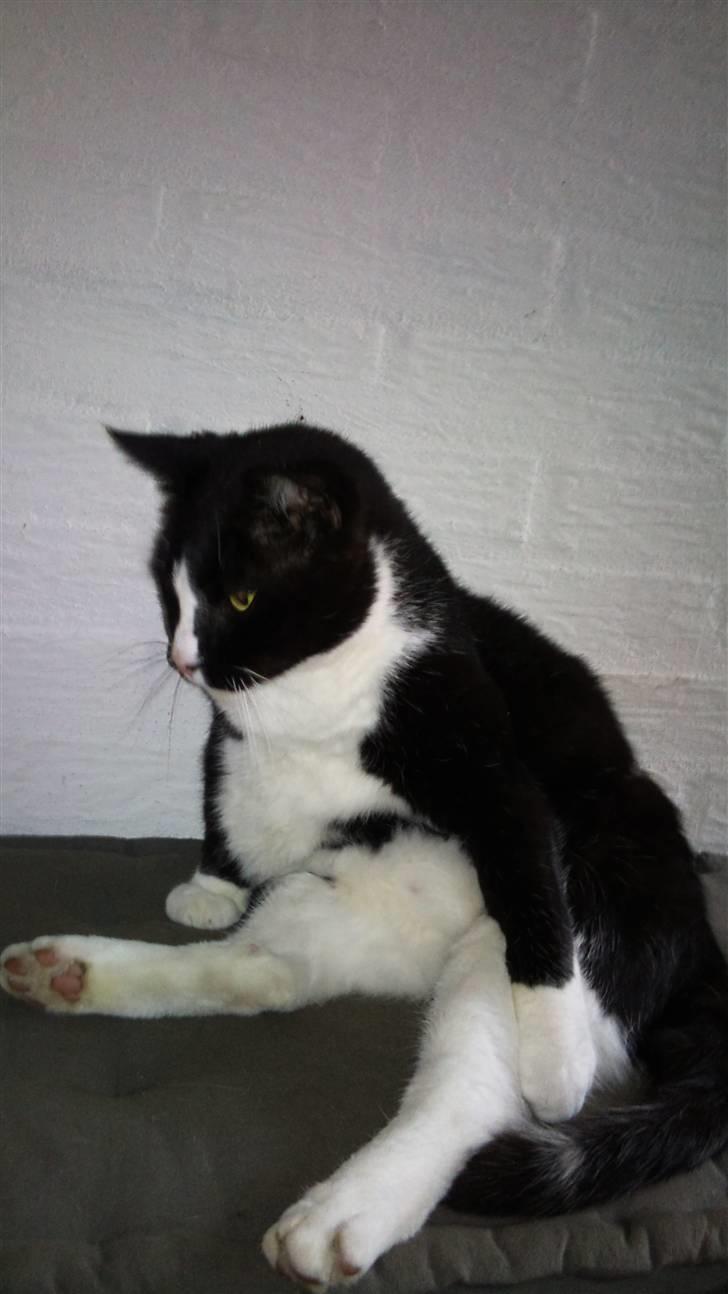 Huskat Buller billede 1