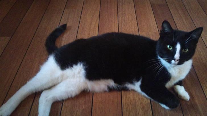 Huskat Buller billede 2