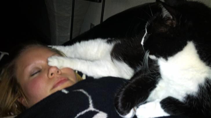 Huskat Buller billede 3