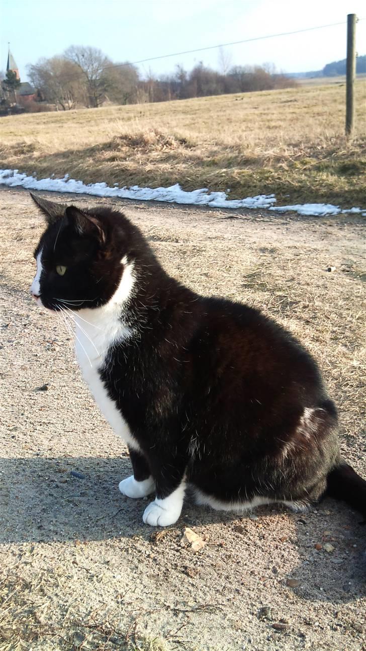 Huskat Buller billede 4