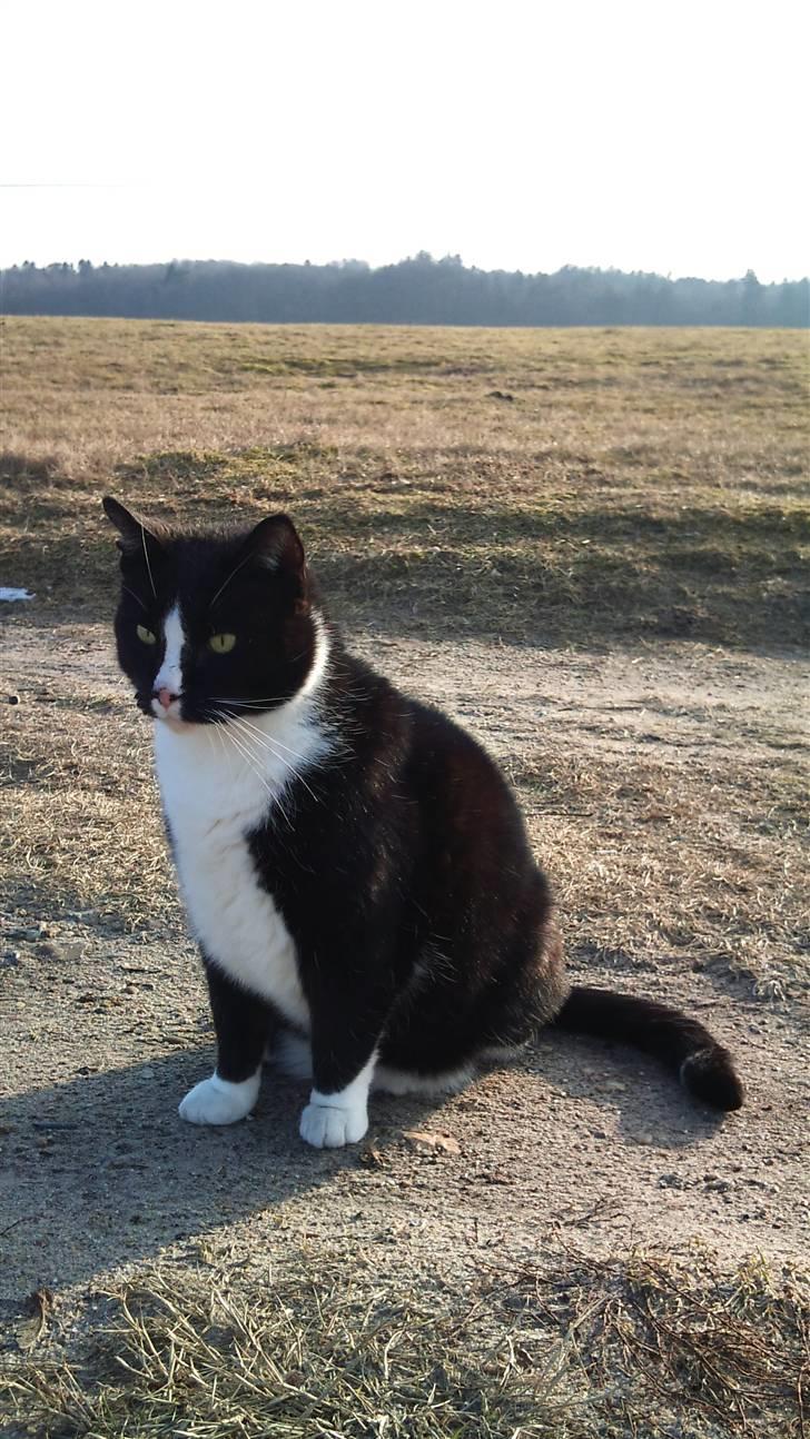 Huskat Buller billede 5