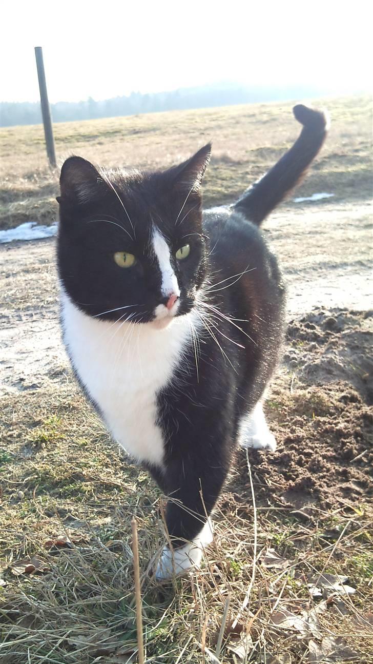 Huskat Buller billede 6