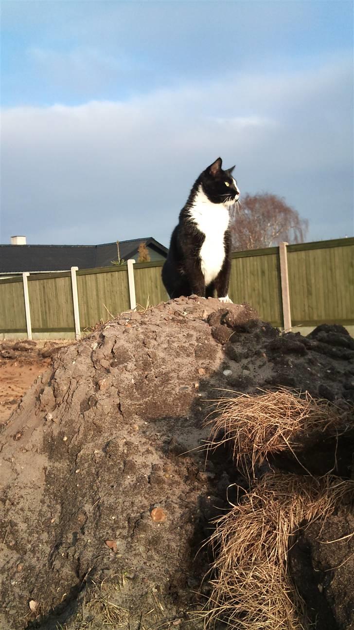 Huskat Buller billede 7