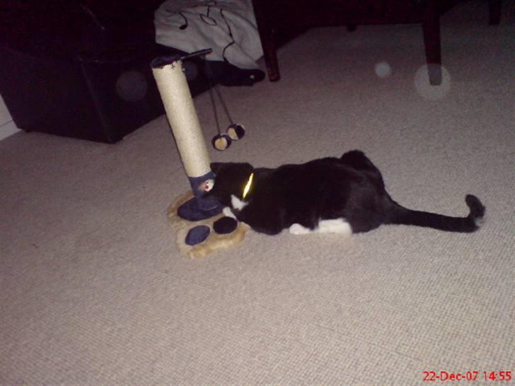 Huskat Buller billede 8