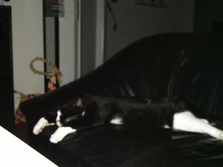 Huskat Buller billede 9