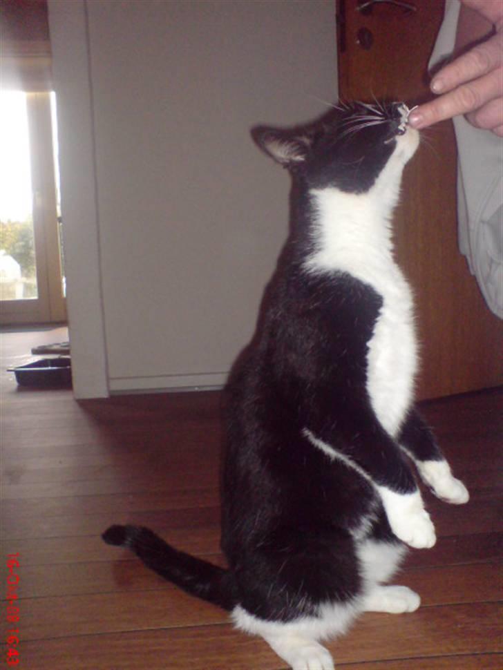 Huskat Buller billede 10