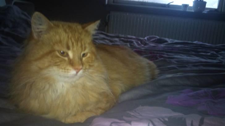 Norsk Skovkat Ziggy billede 1