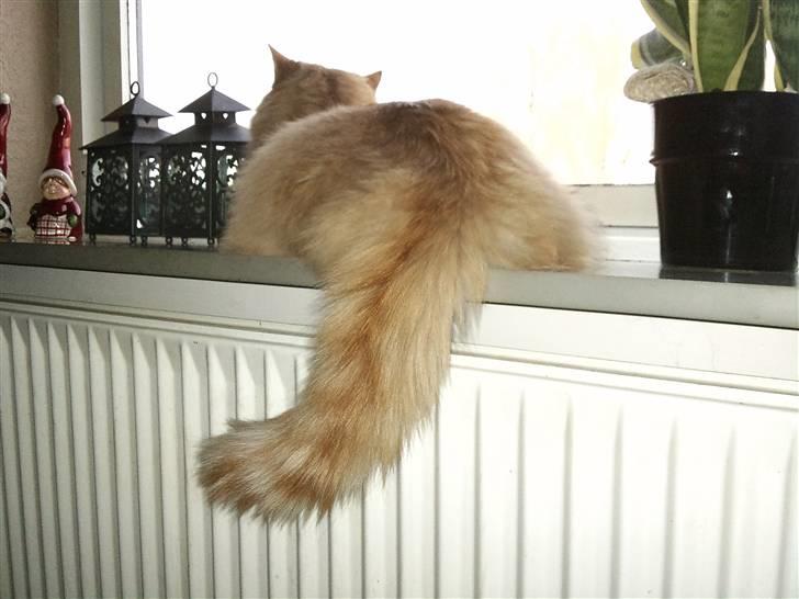 Norsk Skovkat Ziggy billede 2