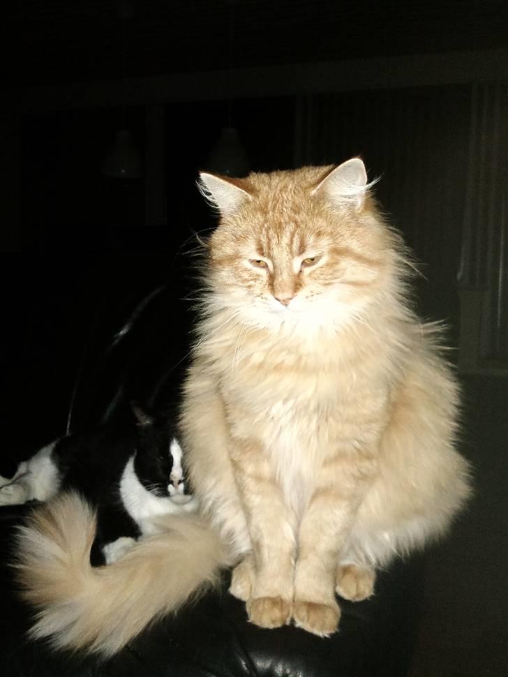 Norsk Skovkat Ziggy billede 3