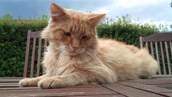 Norsk Skovkat Ziggy billede 4