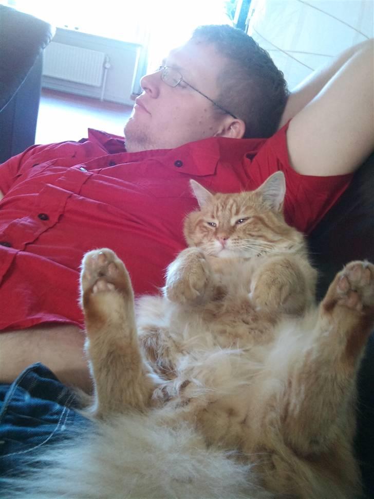 Norsk Skovkat Ziggy billede 5