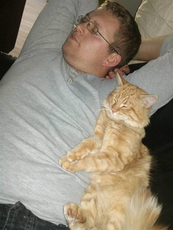 Norsk Skovkat Ziggy billede 6