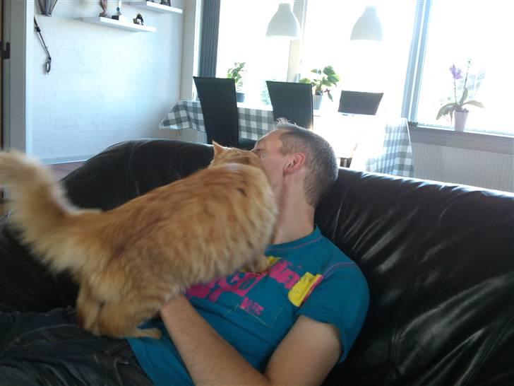 Norsk Skovkat Ziggy billede 7