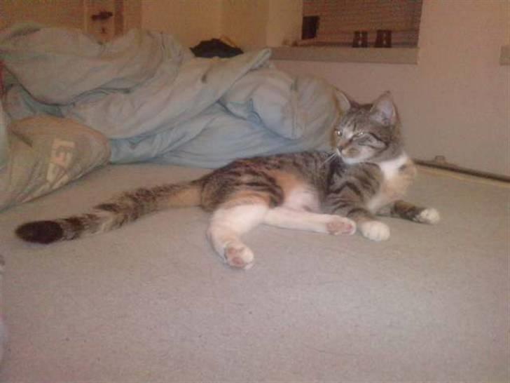 Huskat Mini - Godnat smukke Mini.... :-D billede 15