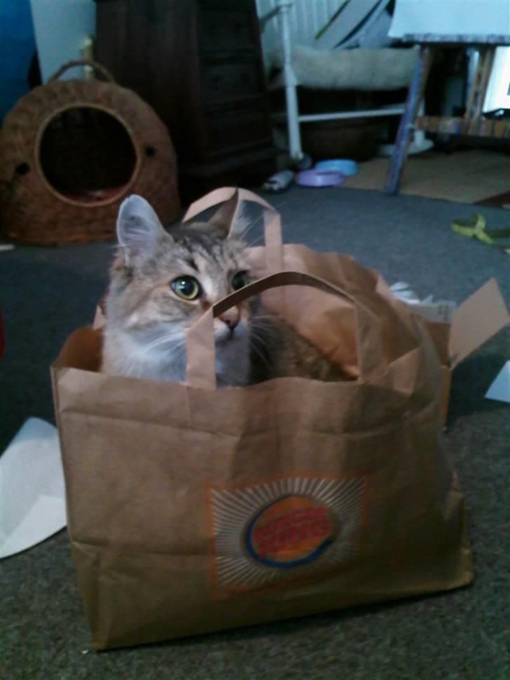 Blanding af racer Frigg - "Mums en dejlig papirspose! ..Den både dufter af mad, og er en fortræffelig seng." billede 12