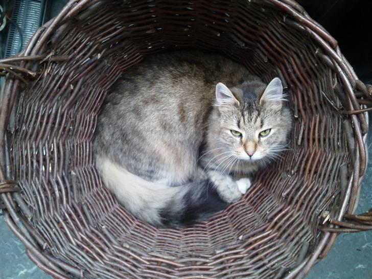 Blanding af racer Frigg - "Niks - den kurv skal ikke bruges til vasketøj - det er MIN!" billede 13