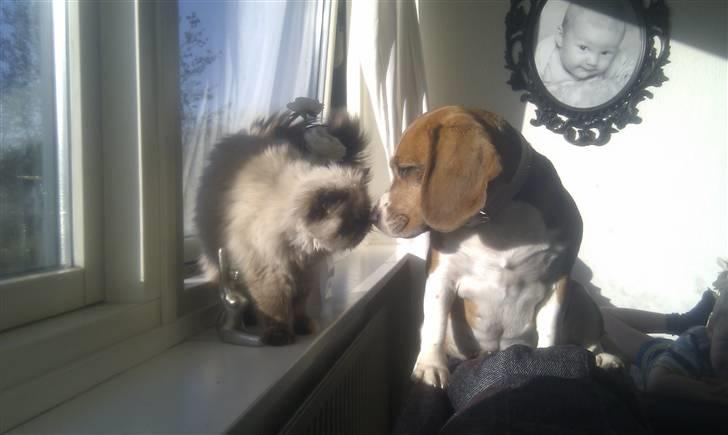 Colorpoint babalous Ulla billede 10