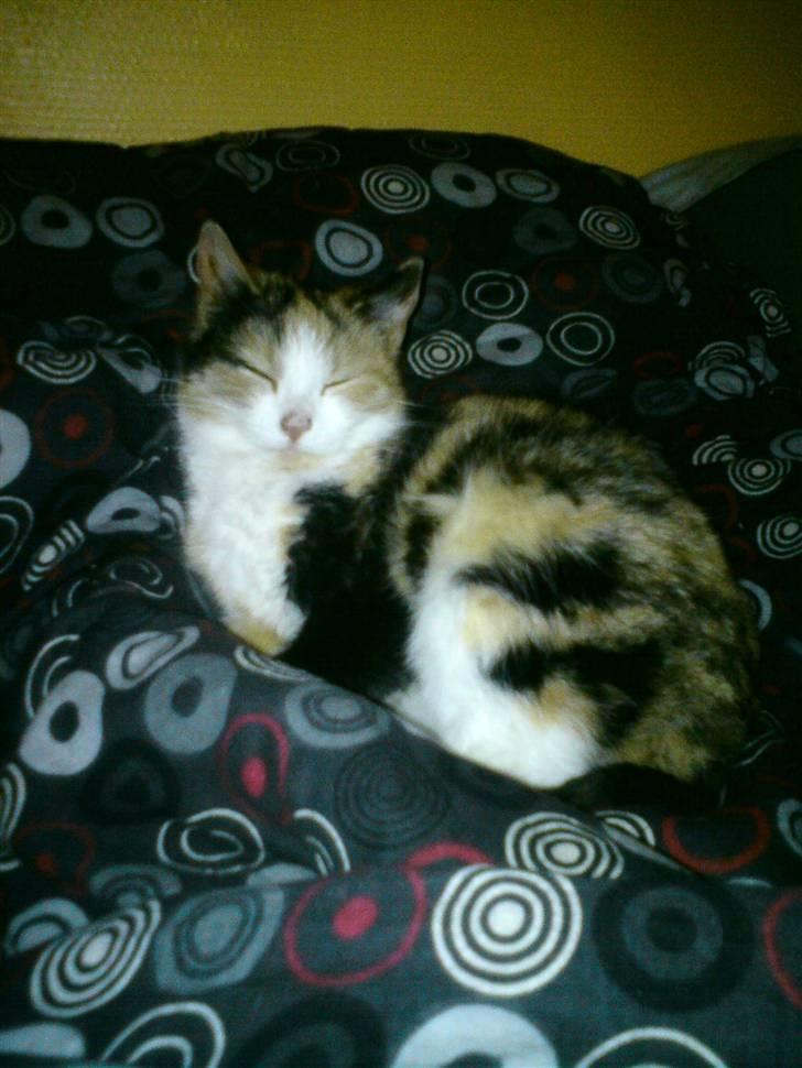 Huskat mille:) - er hun ik sød 15/3 -11 billede 19