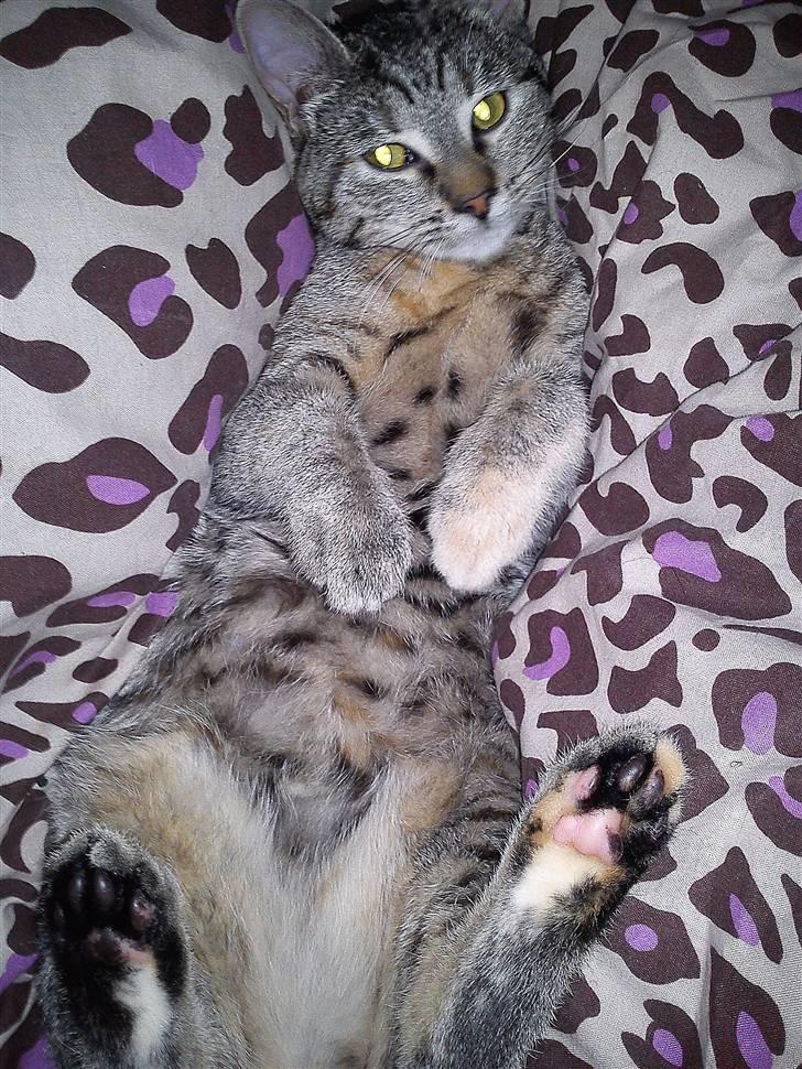 Huskat Oluf billede 12