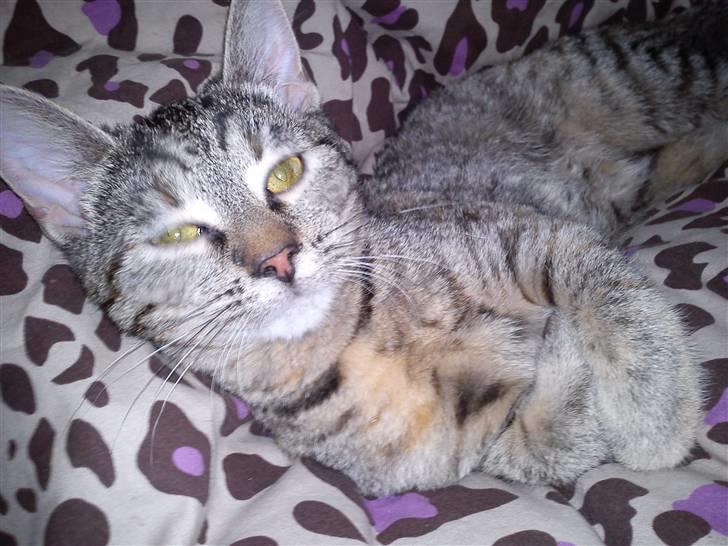 Huskat Oluf billede 13