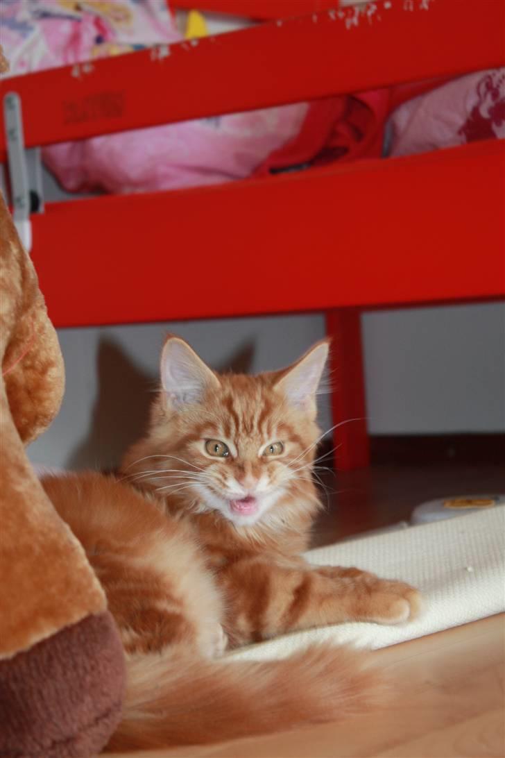 Maine Coon Sifu. SOLGT - 25/10-10 - Jaaaah? billede 9