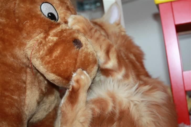 Maine Coon Sifu. SOLGT - 25/10-10 - Så for hesten lige en på snuden. billede 10