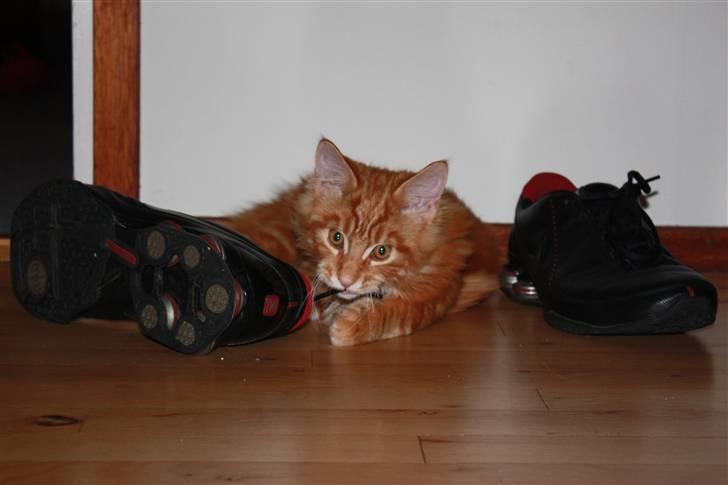 Maine Coon Sifu. SOLGT - 25/10-10 - Taget på fersk gerning med farmands sko. billede 11