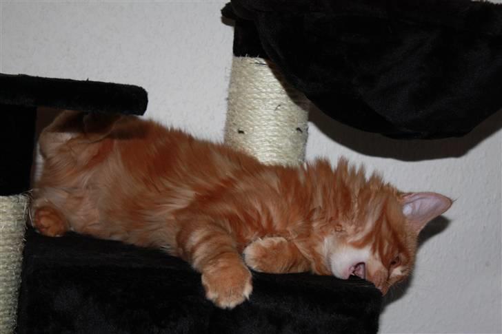 Maine Coon Sifu. SOLGT - 25/10-10 - Haps billede 12