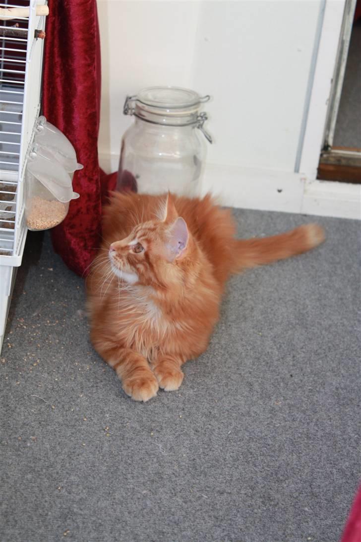 Maine Coon Sifu. SOLGT - 25/10-10 - Mmm frokost kanarie. billede 13