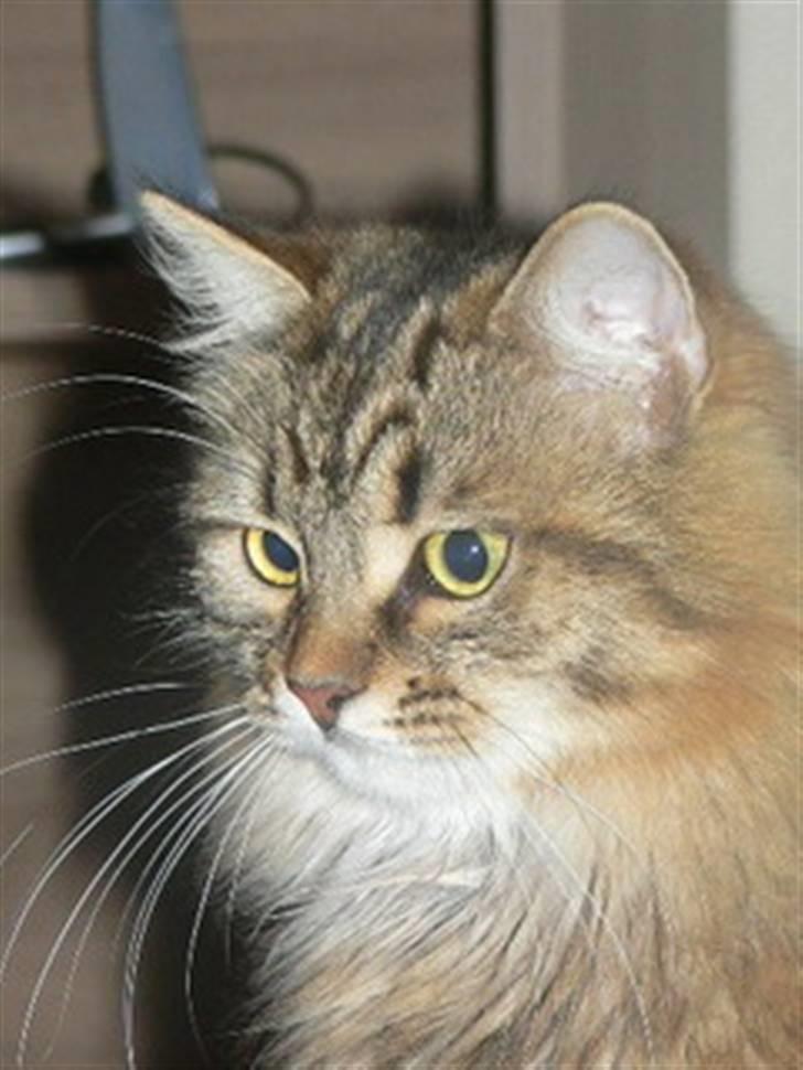 Sibirisk Kat Bassil billede 1