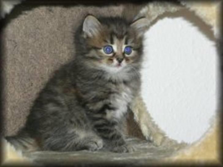 Sibirisk Kat Bassil billede 2