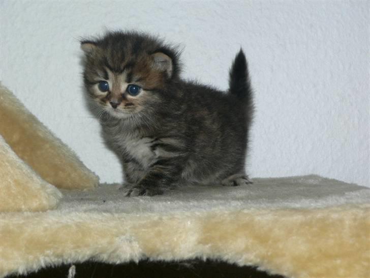 Sibirisk Kat Bassil billede 3