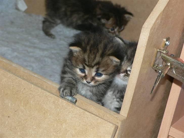 Sibirisk Kat Bassil billede 4